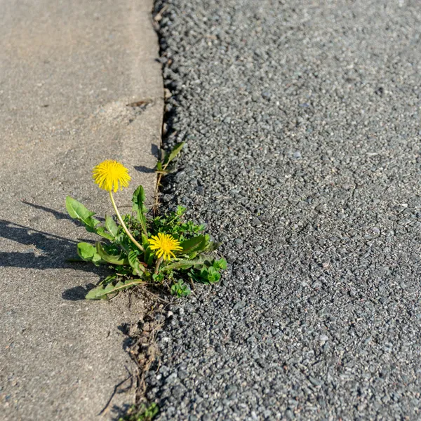 WWF-Studie: St. Pölten führt die Liste der am stärksten versiegelten Städte Österreichs an